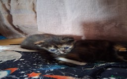 Mixed Breed cats for sale: 3 8 week old kittens for sale. - Image 4