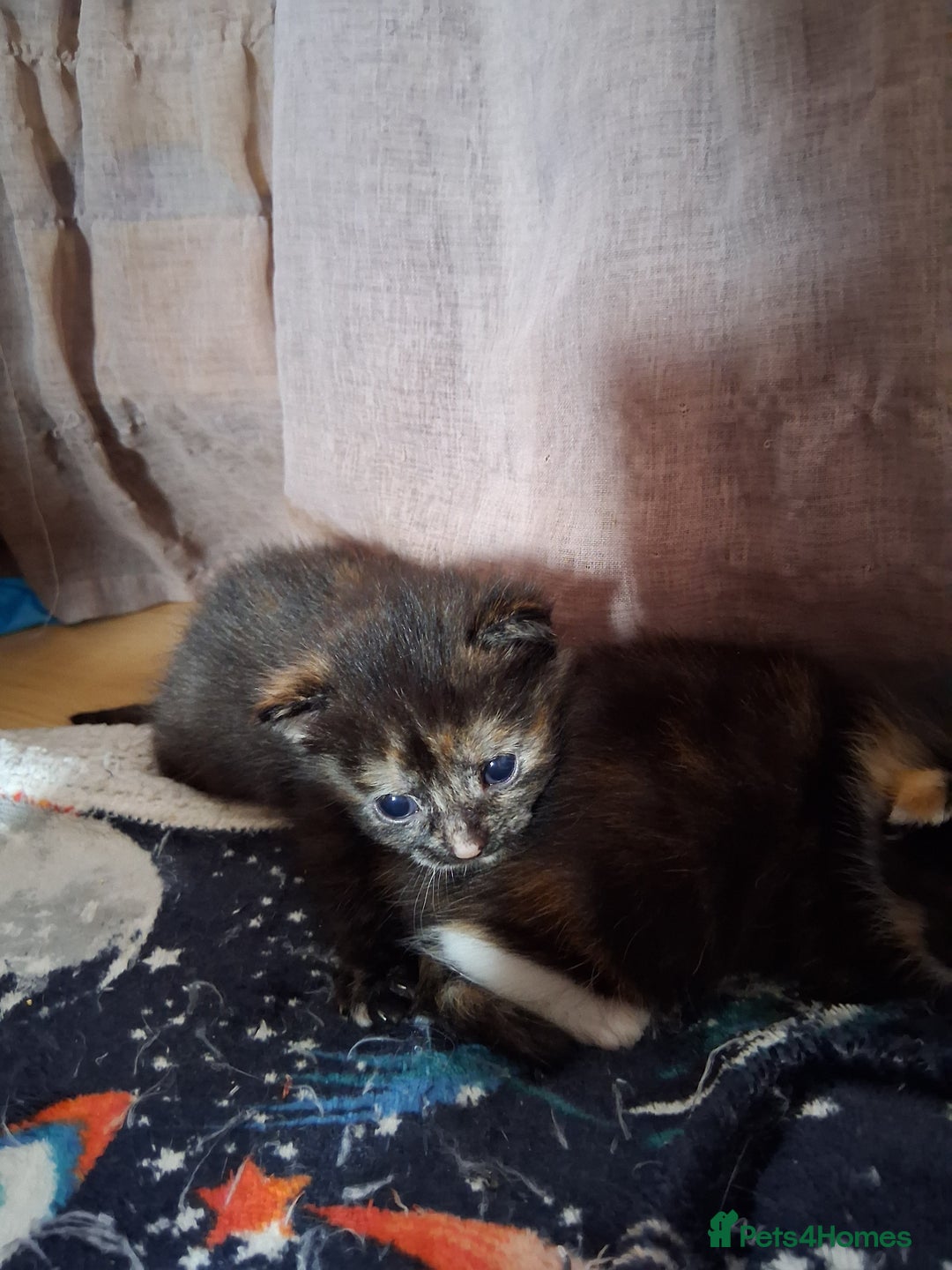 Mixed Breed cats for sale: 3 8 week old kittens for sale. - Image 4