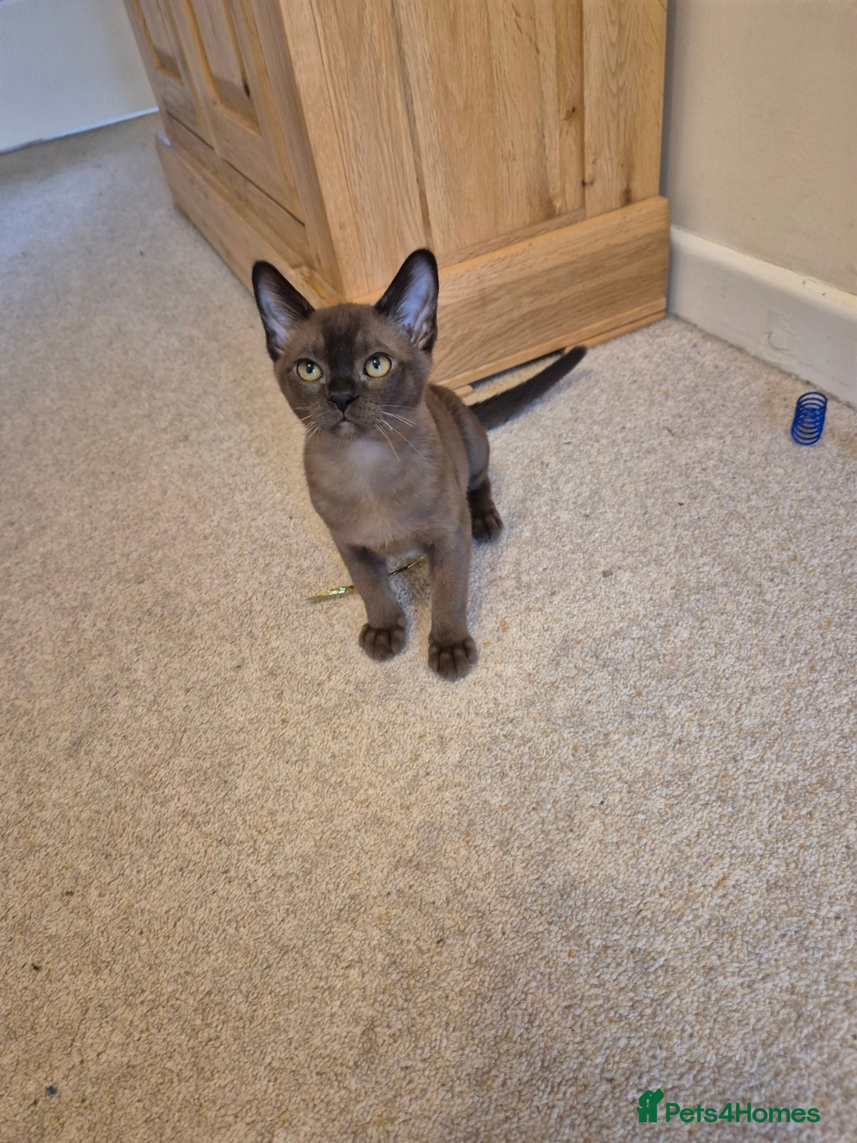 Burmese cats for sale: Pedigree Burmese Kittens Available - Advert 23