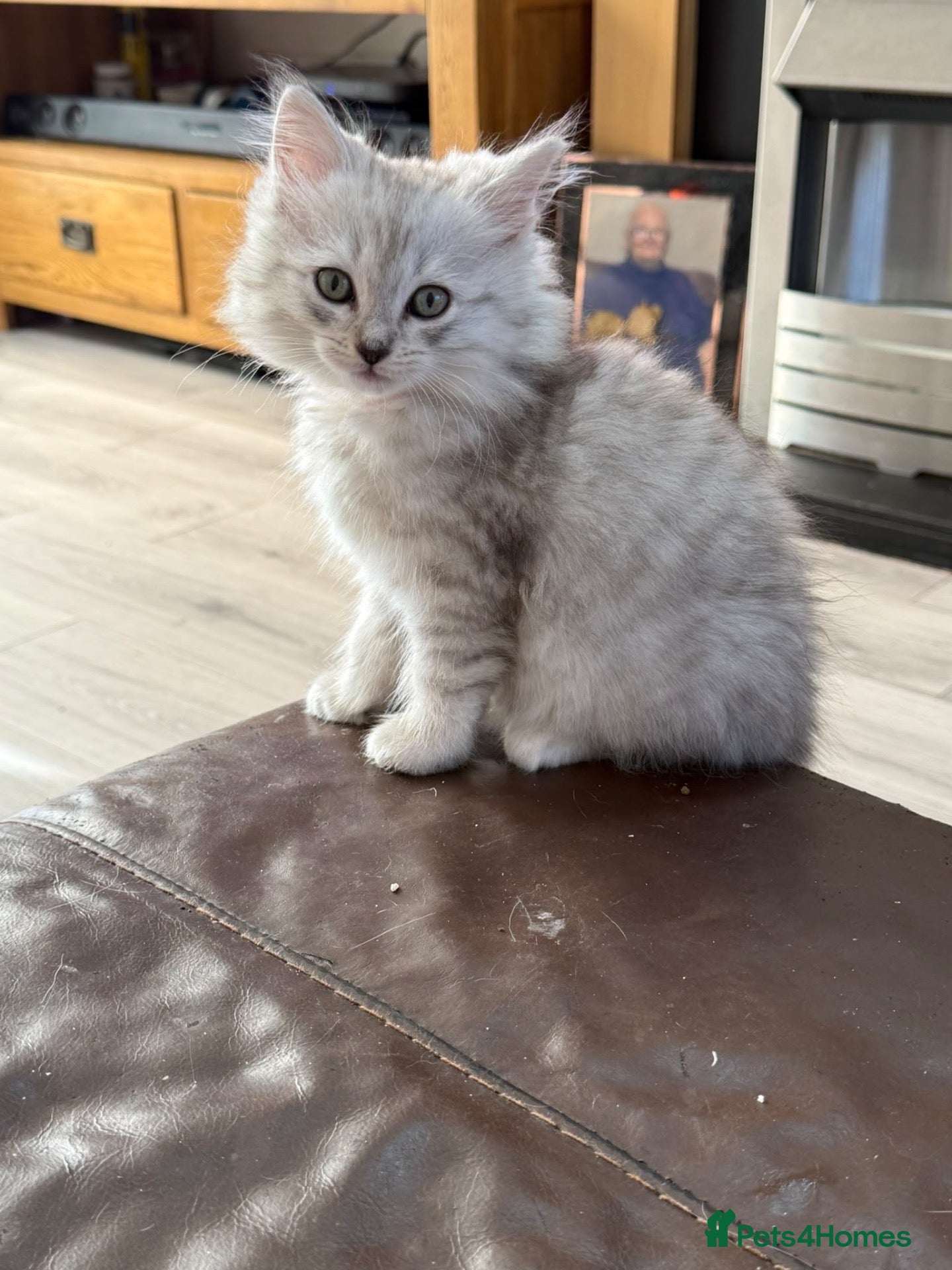 Ragdoll cats Stunning litter of ragdoll cross British shorthair - Advert 2