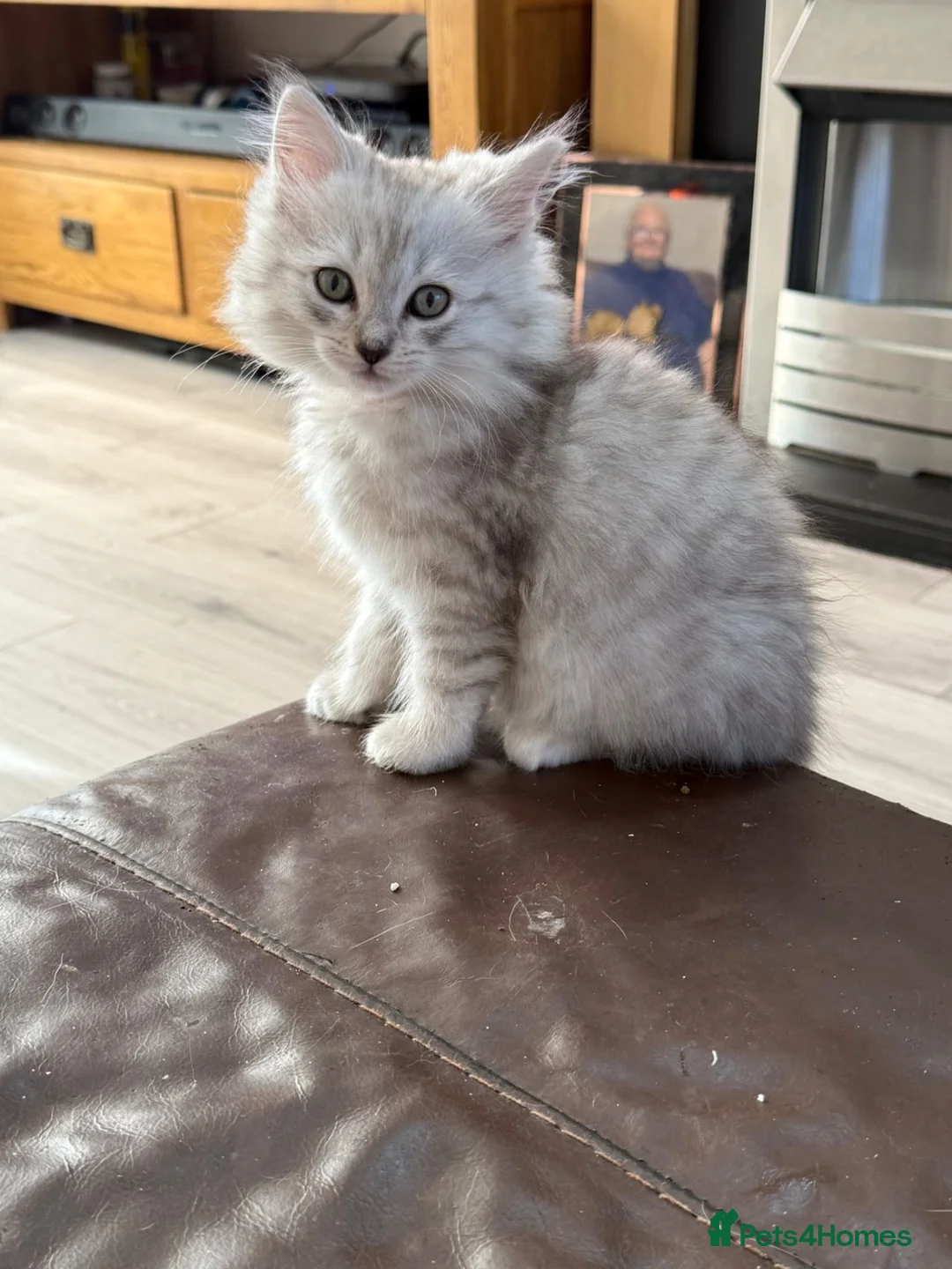 Ragdoll cats for sale: Stunning litter of ragdoll cross British shorthair - Advert 2