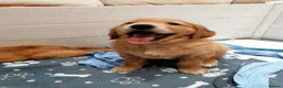 Golden Retriever dogs for sale: Stunning KC registered dark puppies - Advert 17