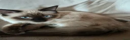 Ragdoll cats for sale: 1 gorgeous fluffy male ragdoll kittens - Advert 3