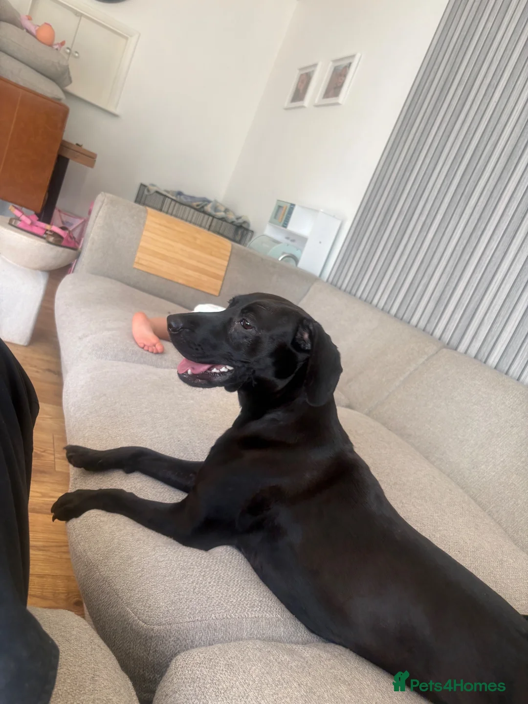Mixed Breed dogs for sale: Penny 2 Yr Old Staff Bull Terrier x Spaniel - Advert 4