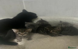 Mixed Breed cats for sale: 5 lovely playful kittens available  - Image 15