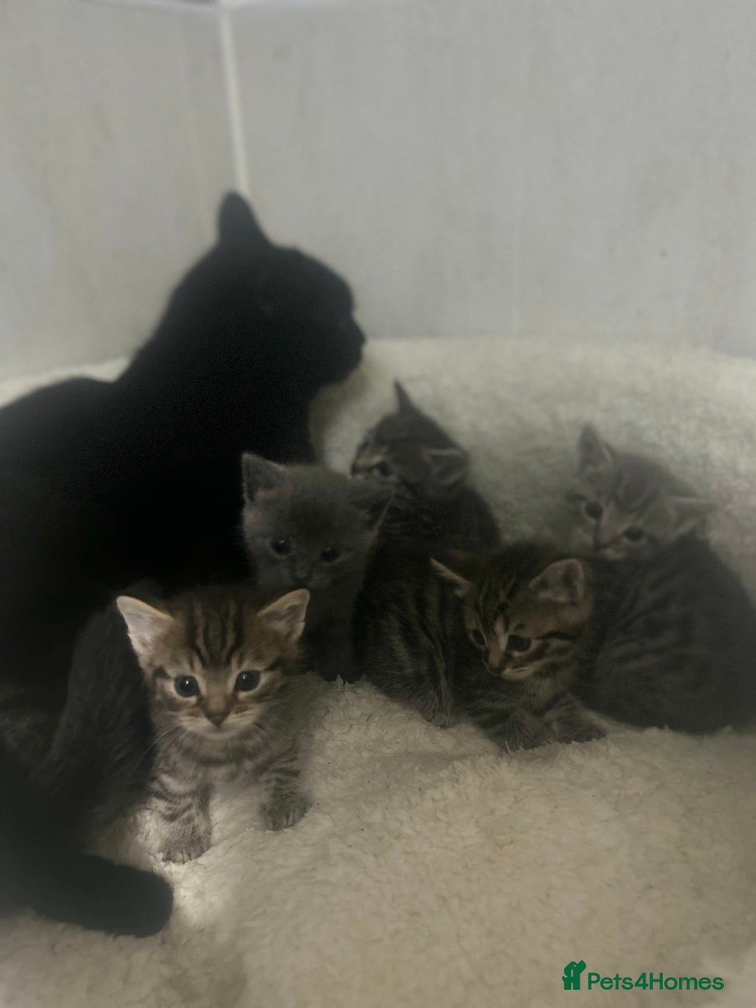 Mixed Breed cats for sale: 5 lovely playful kittens available  - Image 15
