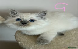 Ragdoll cats for sale: Pure Ragdoll Kittens *Ready for their new home* - Image 9