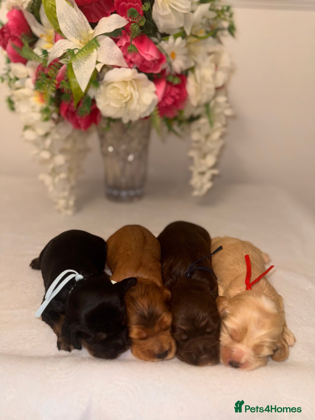 Cocker Spaniel dogs for sale: 🐶🐾beautiful show cocker spaniel puppy’s 🐶🐾 - Image 13