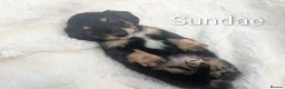 Miniature Dachshund dogs for sale: READY THIS WEEKEND 🏆Russian Champion lines  - Advert 16