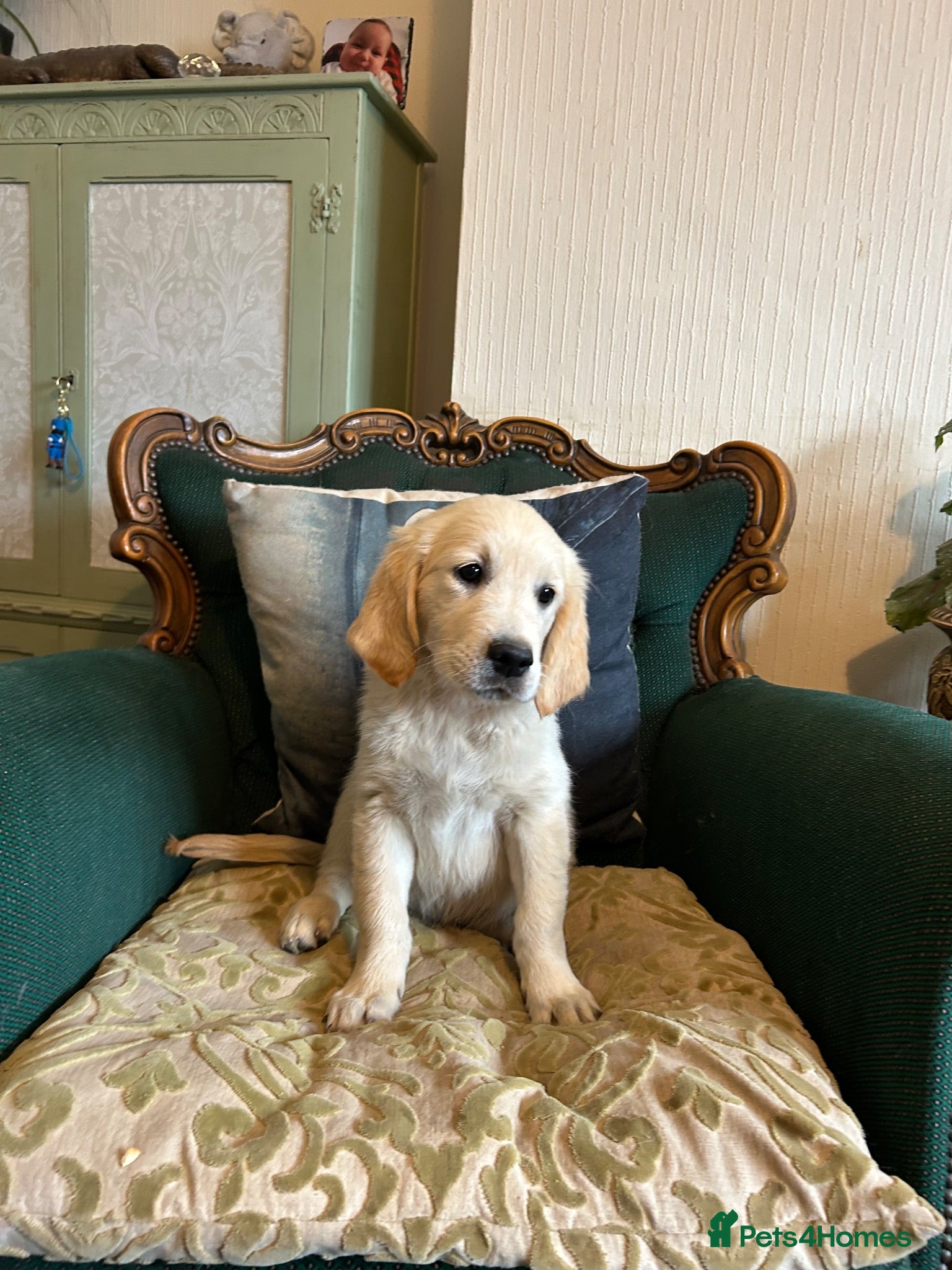 Golden Retriever dogs KC Golden retriever puppies ready now..  - Advert 1