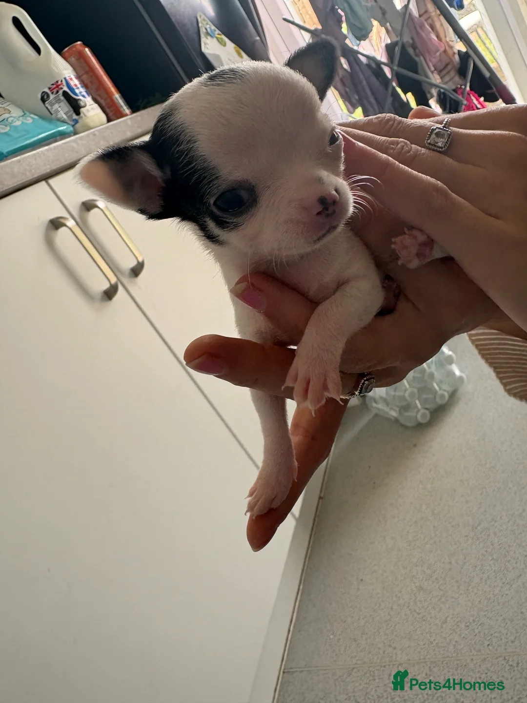Mixed Breed dogs for sale: 3 beautiful chihuahua cross pups  - Advert 11