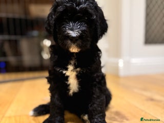 Mixed Breed dogs Golden Bernedoodles 🐶 - Advert 4