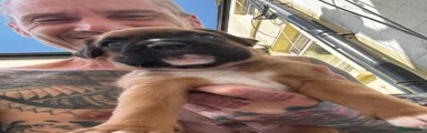 Boxer 3