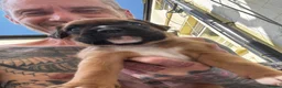 Boxer dogs for sale: charthaihen boxers - Advert 5