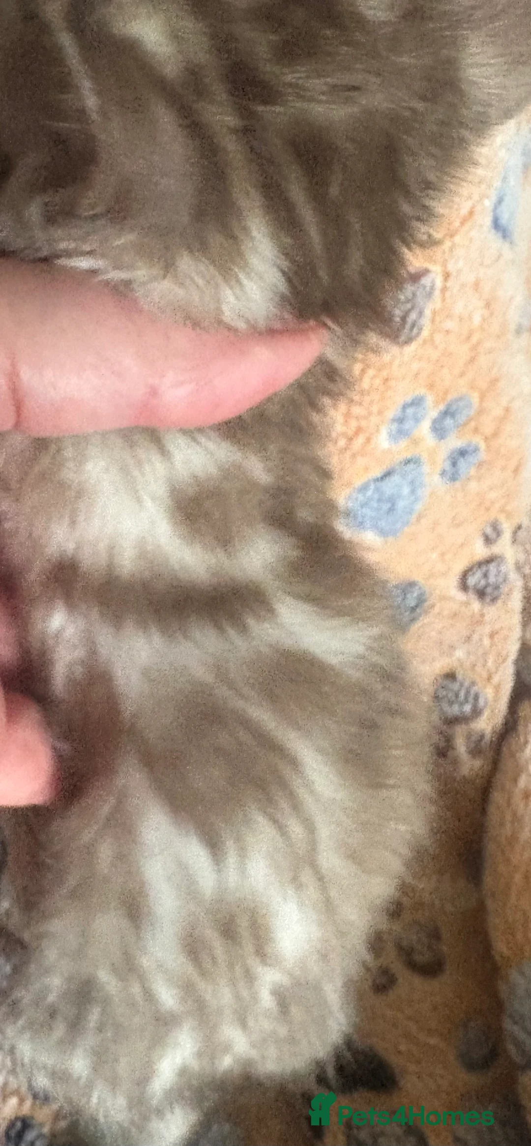 Bengal cats for sale: Stunning Tica reg Bengal kittens  - Advert 11