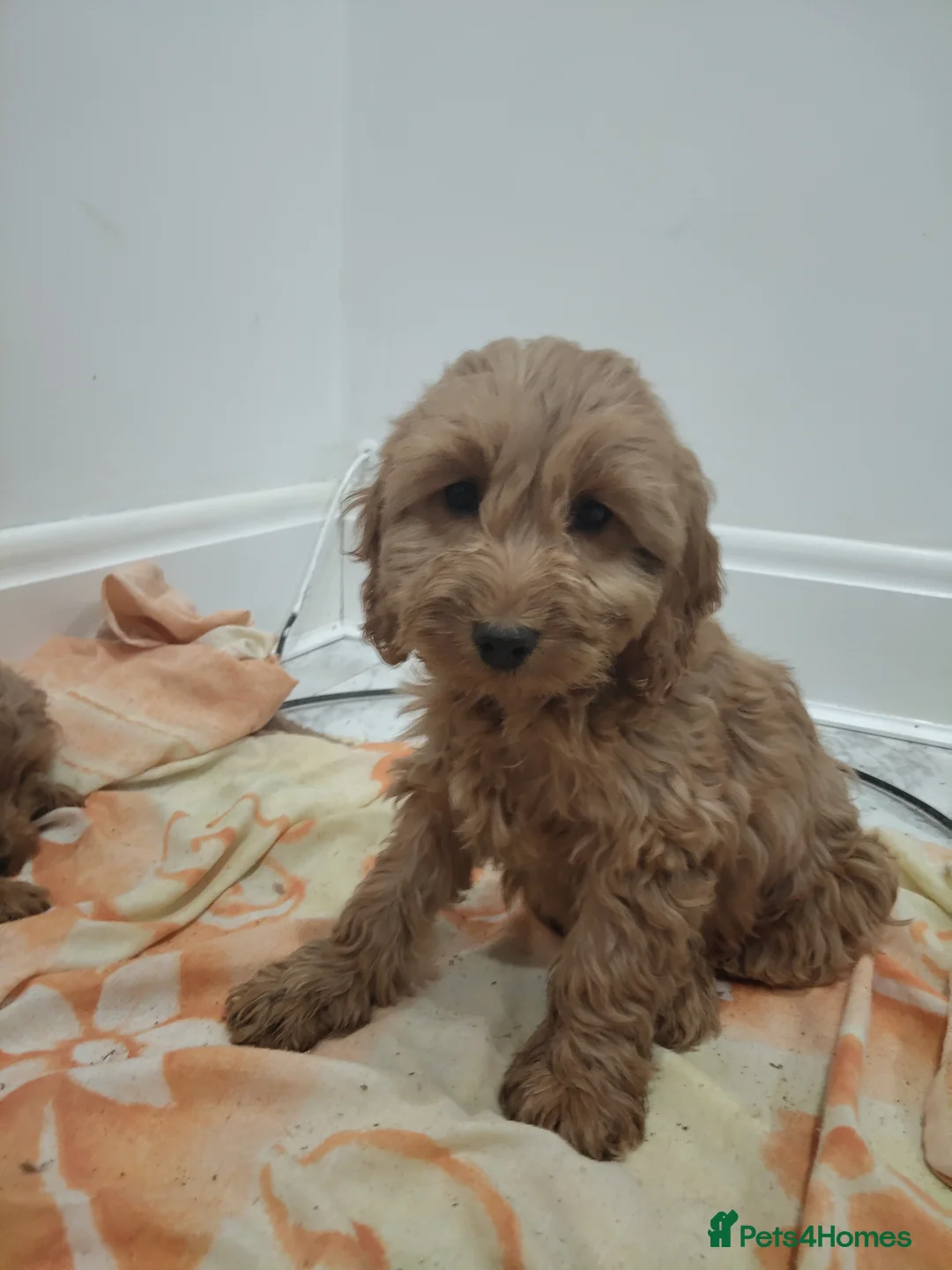 Cockapoo dogs for sale: Toy cockapoos😍 - Advert 1