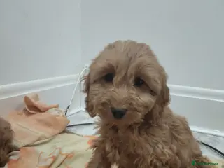 Cockapoo dogs Toy cockapoos😍 - Advert 6