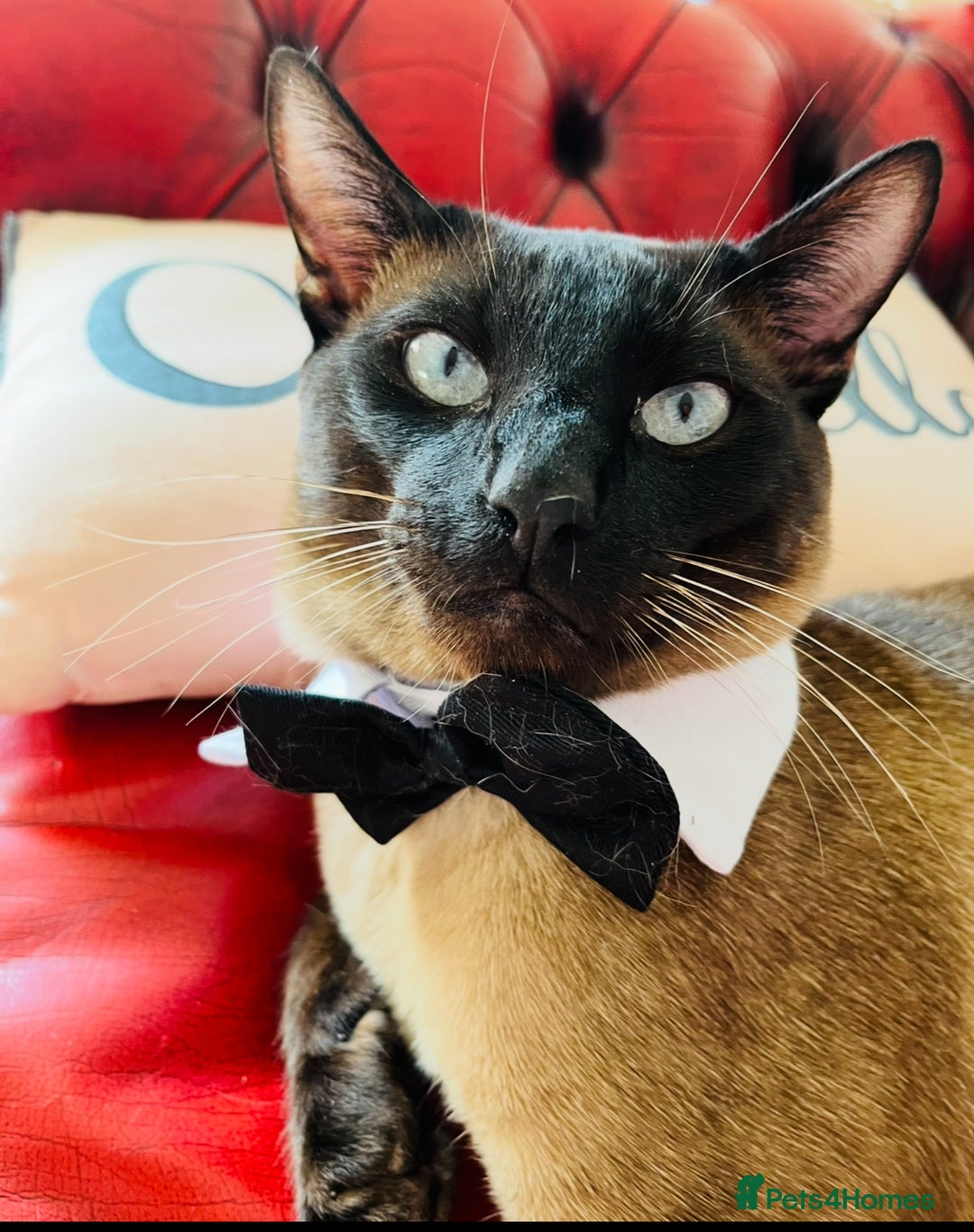 Siamese cats for stud: Seal Point Siamese Boy - Image 1