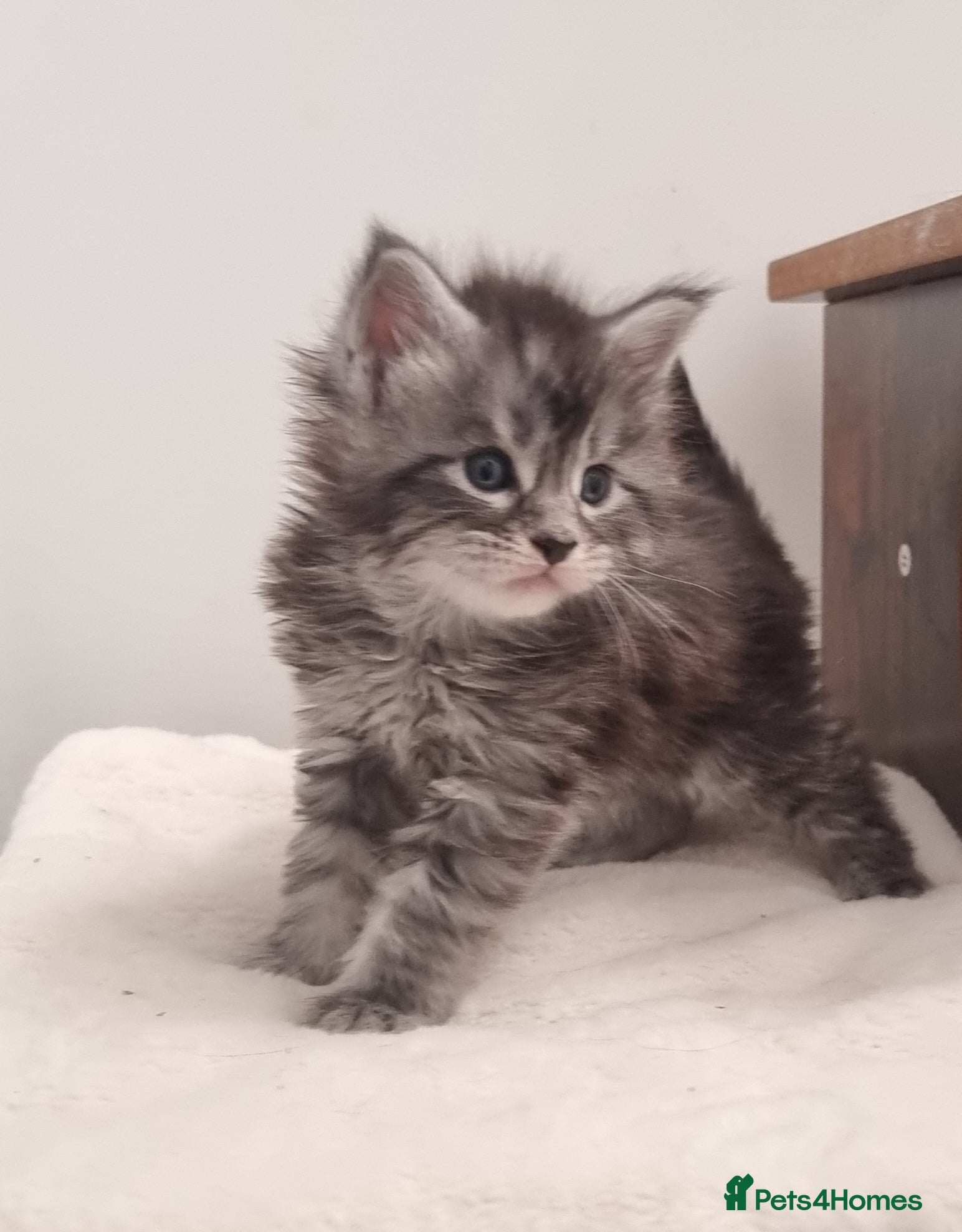 Maine Coon cats Maine Coon GCCF pedigree registered kittens - Advert 2