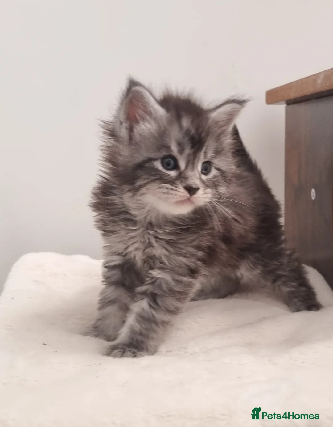 Maine Coon cats for sale: Maine Coon GCCF pedigree registered kittens - Advert 2