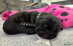 Neapolitan Mastiff dogs for sale: Neapolitan mastiff puppies  - Image 10