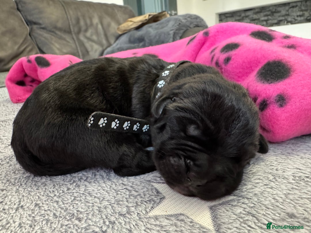 Neapolitan Mastiff dogs for sale: Neapolitan mastiff puppies  - Image 10
