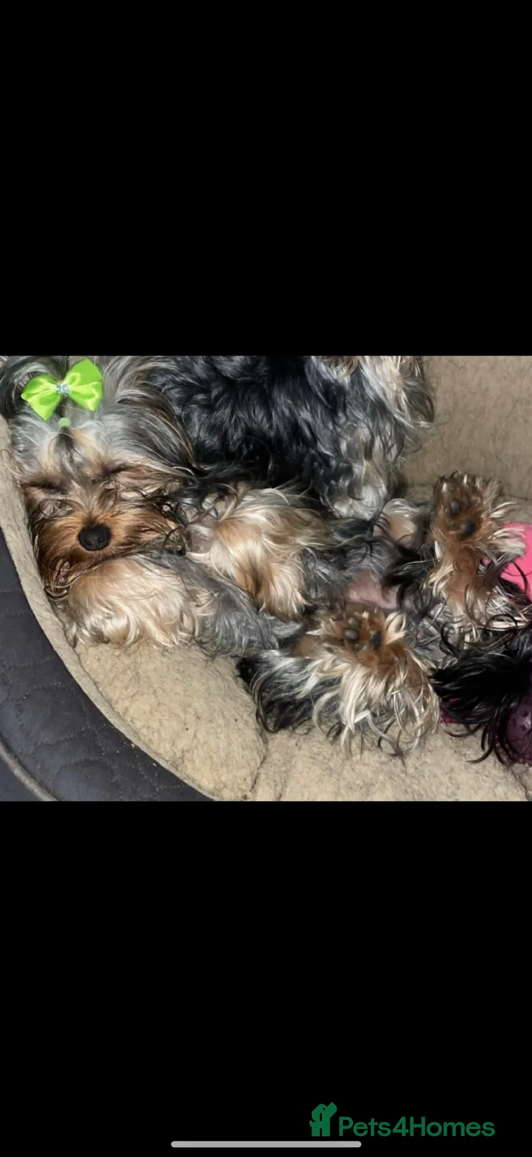 Yorkshire Terrier dogs for sale: Yorkshire terrier  - Advert 5