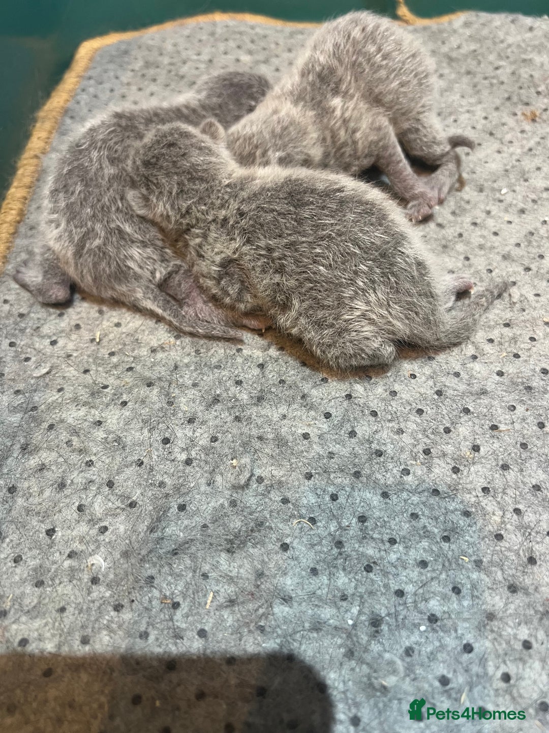 Russian Blue cats for sale: Adorable pure silver Russian blue kittens for sale - Image 1