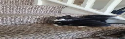 Mixed Breed cats for sale: Beautiful Kittens Ready for Their Forever Homes in Stirling - Advert 15