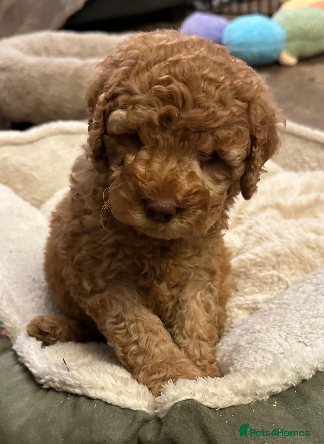 Australian Labradoodle dogs for sale: Australian Labradoodle Puppies - Advert 10