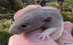Rat rodents for sale: Fancy,Dumbo,Siamese & Rex ( NEW LITTERS AVAILABLE) - Image 12