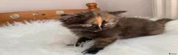 Mixed Breed cats for sale: Mixed Pointed Ragdoll & Persian  in London - Advert 4