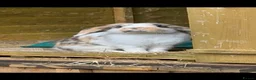 Mini Lop rabbits for sale: Mini Lop Bunnies - Advert 6