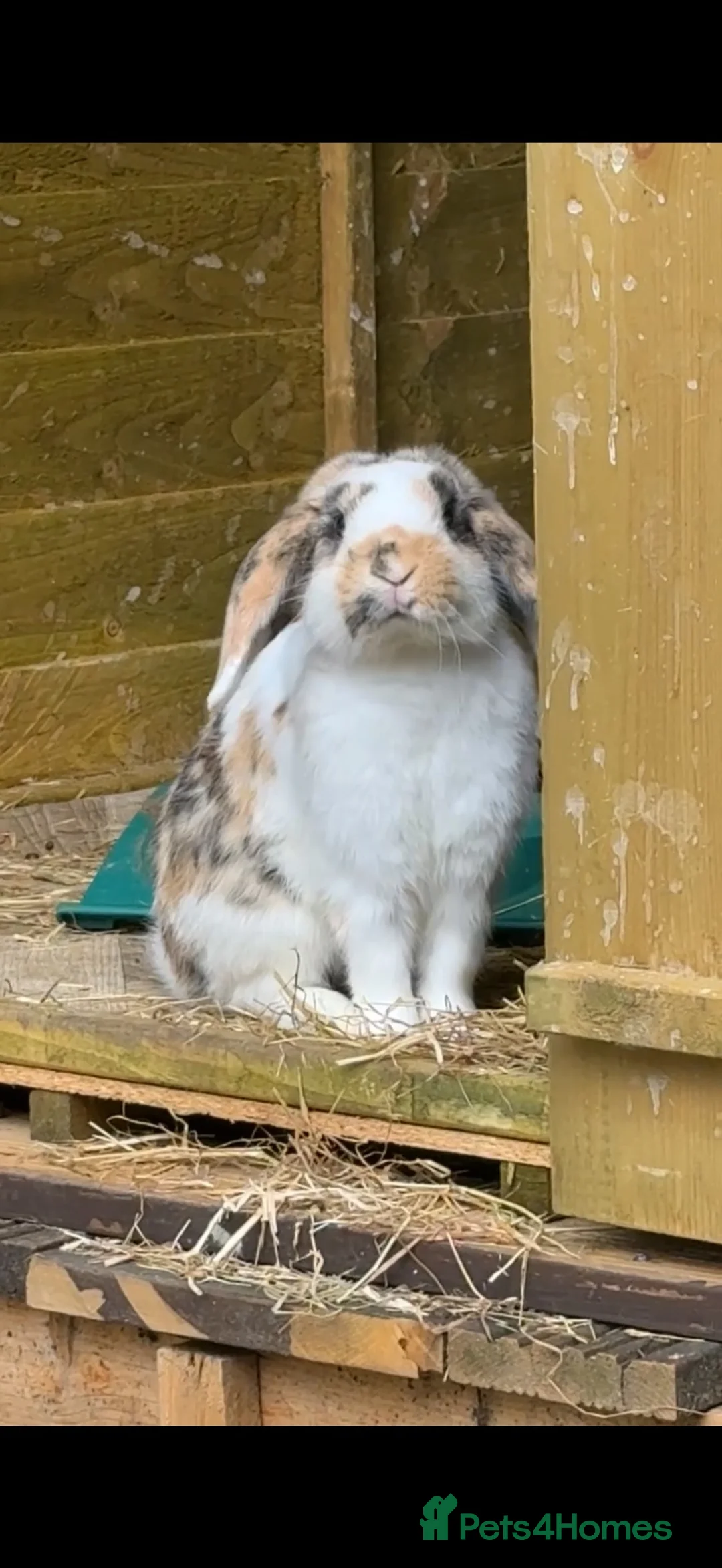 Mini Lop rabbits for sale: Mini Lop Bunnies - Advert 6