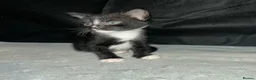 Mixed Breed cats for sale: Beautiful Domestic Shorthair Kittens  🐾 - Advert 5
