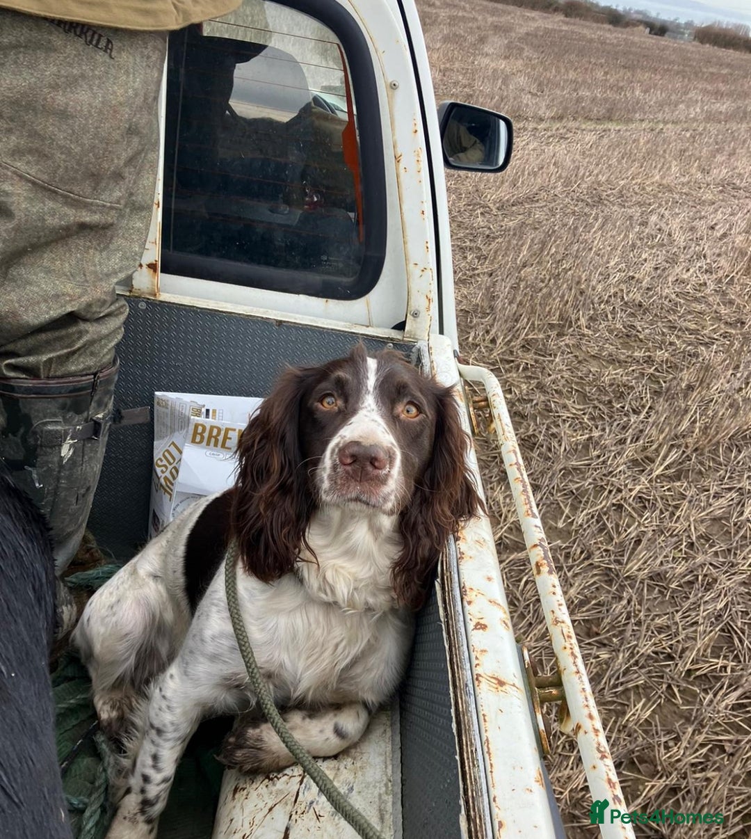 English Springer Spaniel dogs for sale: KC English Springer Spaniel Pups - Advert 3