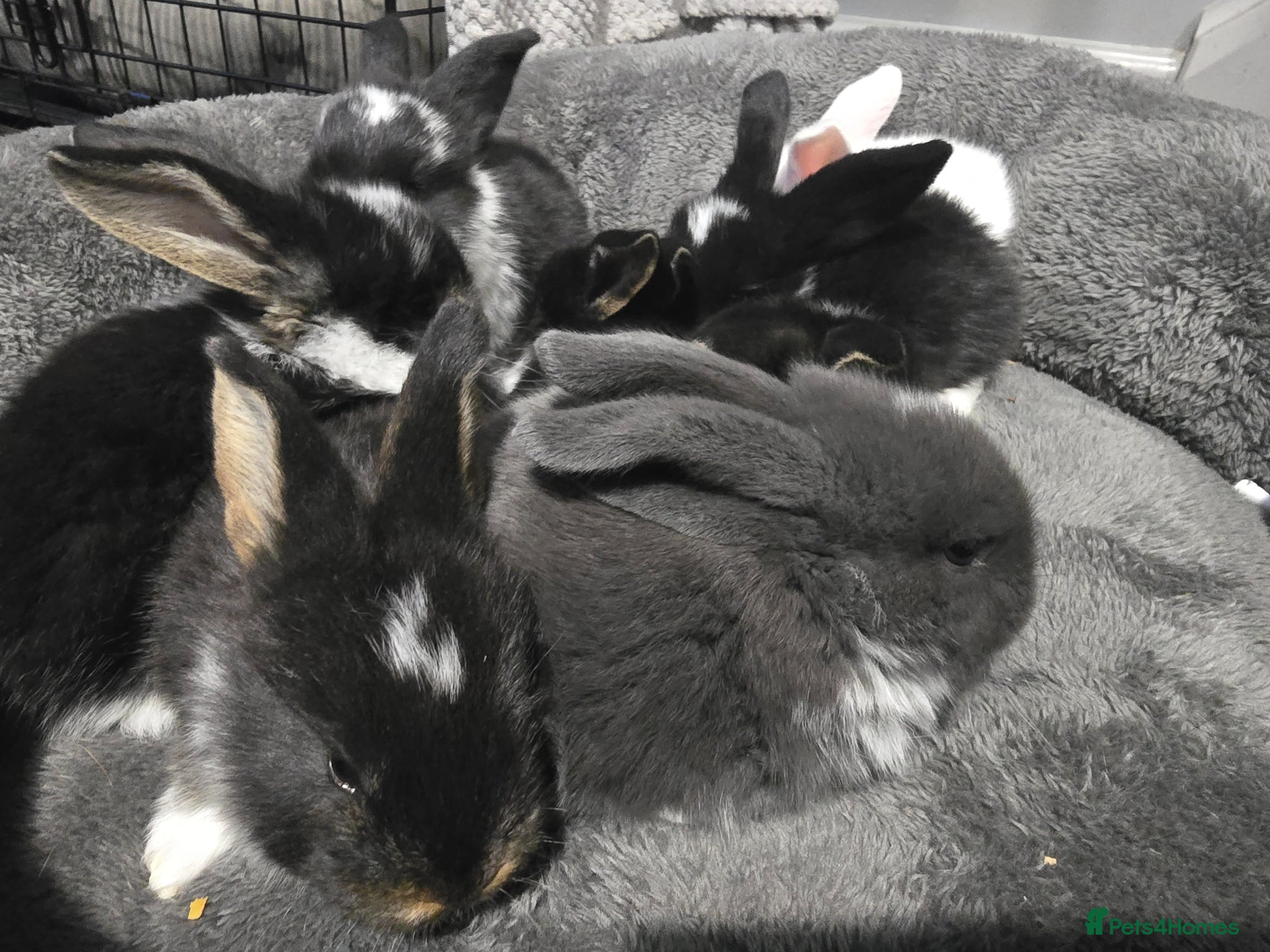 French Lop rabbits for sale: Tri coloured french lop - Advert 1
