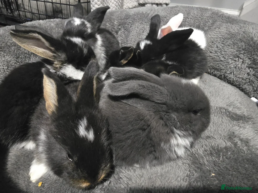French Lop rabbits for sale: Tri coloured french lop - Advert 1