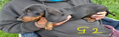 Miniature Dachshund 3