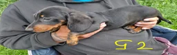 Miniature Dachshund dogs for sale: 4 dachshund puppies very cute  - Advert 2