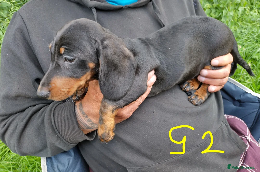 Miniature Dachshund dogs for sale: 4 dachshund puppies very cute  - Advert 2