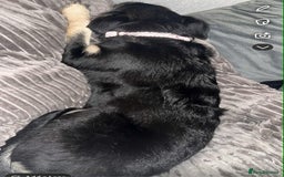 Shepsky dogs for sale: Female Shepsky. 1 Yr old. Great Temperament  - Image 6