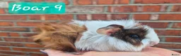 Guinea Pig rodents for sale: Ready to reserve  - Advert 9