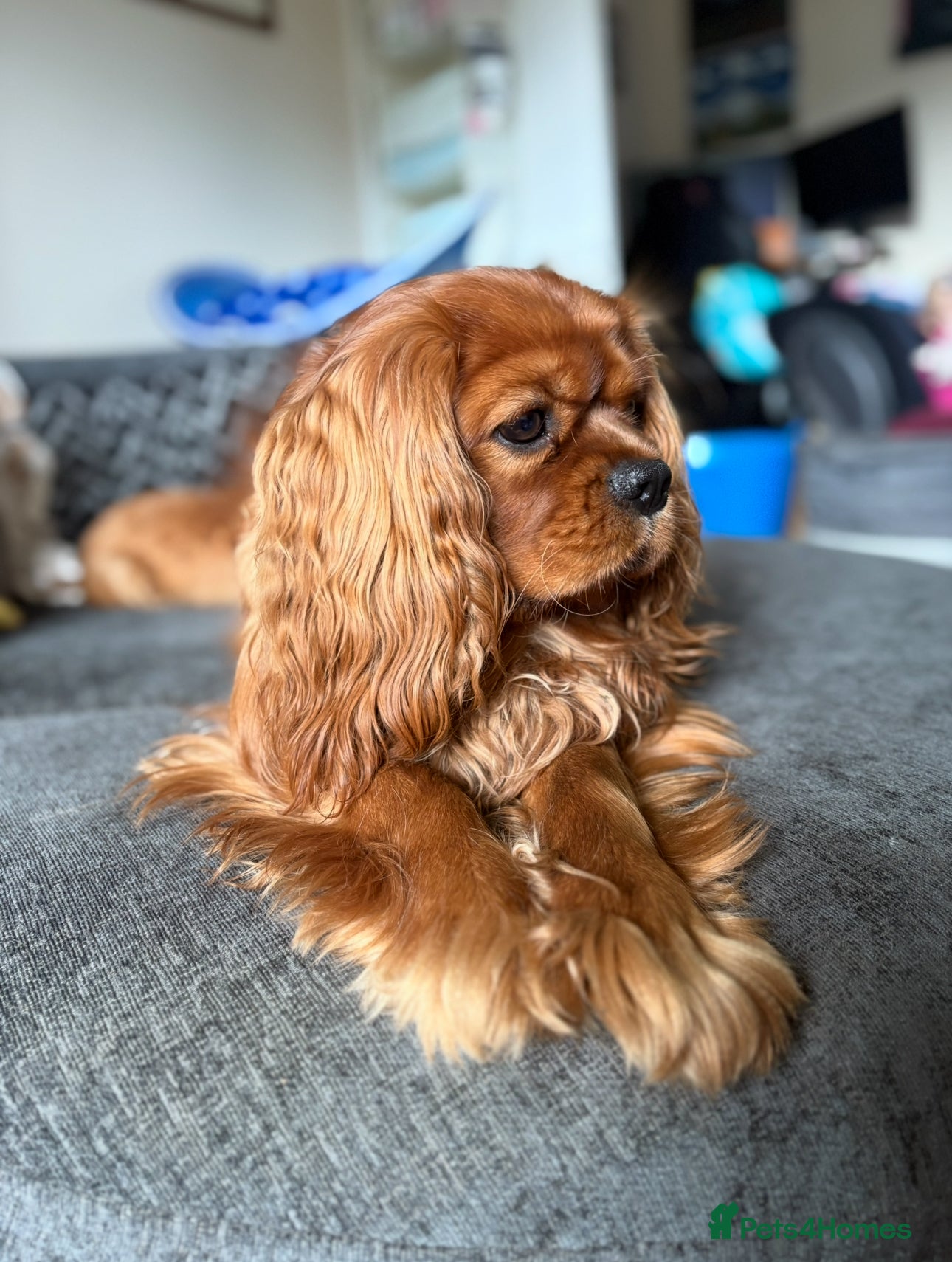 Cavalier King Charles Spaniel dogs KC Reg Health Tested Proven Cavalier King Charles in Salisbury - Advert 2