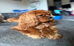 Cavalier King Charles Spaniel dogs for stud: KC Reg Health Tested Proven Cavalier King Charles in Salisbury - Image 1