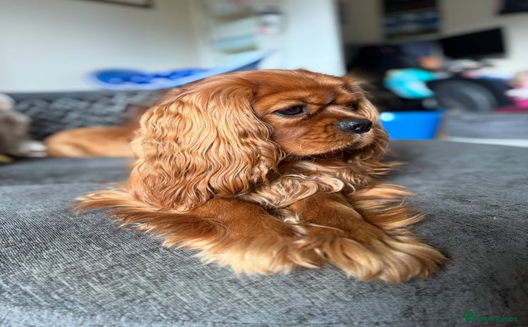 Cavalier King Charles Spaniel dogs in Salisbury - Advert 2