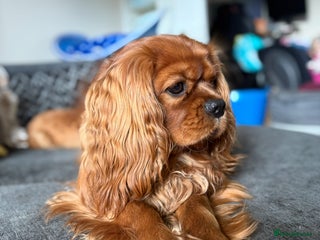 Cavalier King Charles Spaniel dogs in Salisbury - Advert 21