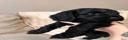 Cockapoo dogs for sale: Beautiful litter of f2 Cockapoo's in Weston-super-Mare - Advert 9