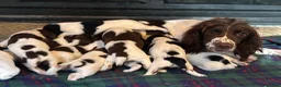 English Springer Spaniel dogs for sale: Superb Springer Spaniel puppies  - Advert 4