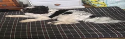 Mixed Breed dogs for sale: Small compact pug x lasso Apso - Advert 4